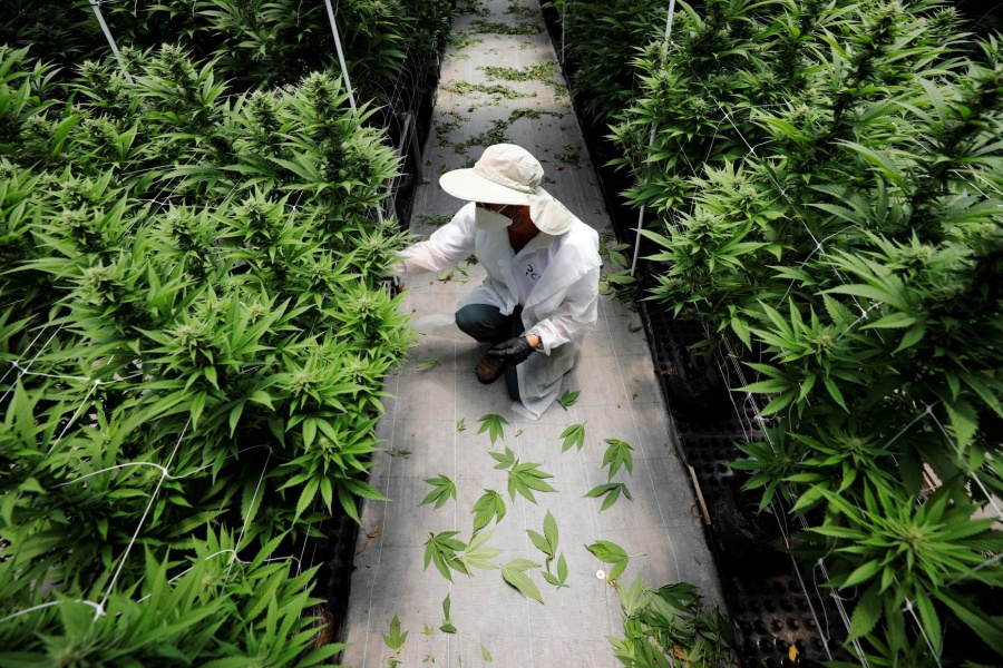 Monreal echa reversa en dictamen de regulación de marihuana