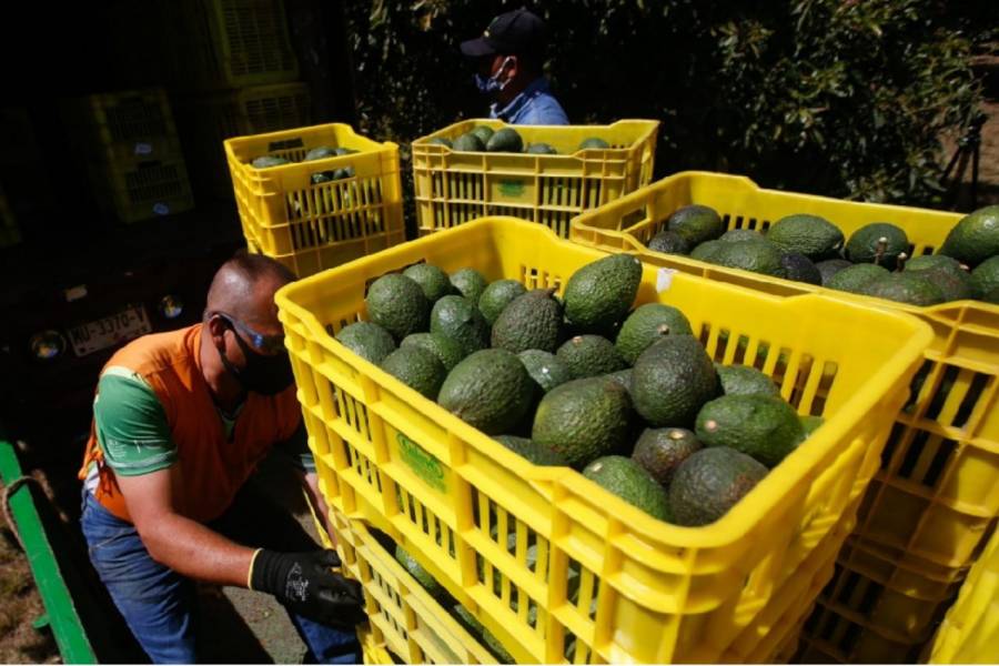 México garantiza medidas de seguridad para reactivar exportación de aguacate