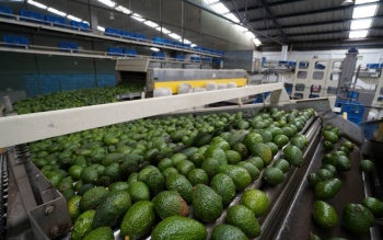 EEUU aclara que no se bloque&oacute; la exportaci&oacute;n de aguacate