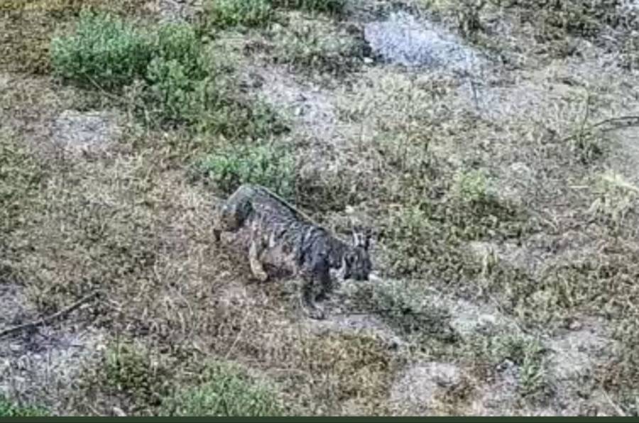 Video: Un lince caminando por el Desierto de Leones