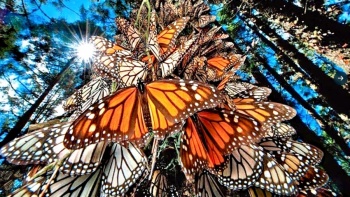 Senadores y sociedad civil buscan preservar h&aacute;bitat de la Mariposa Monarca