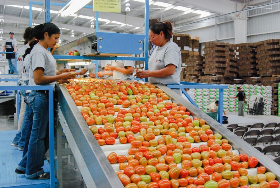 Balanza comercial agroalimentaria tiene superávit de más de 7 mil mdd en 2021