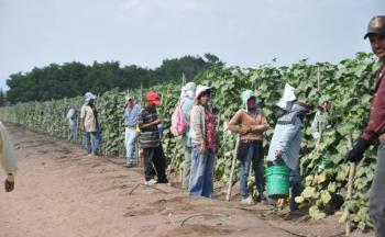 Reforma a ley del trabajo previene que j&oacute;venes del campo sean presa del narco: Ricardo Monreal