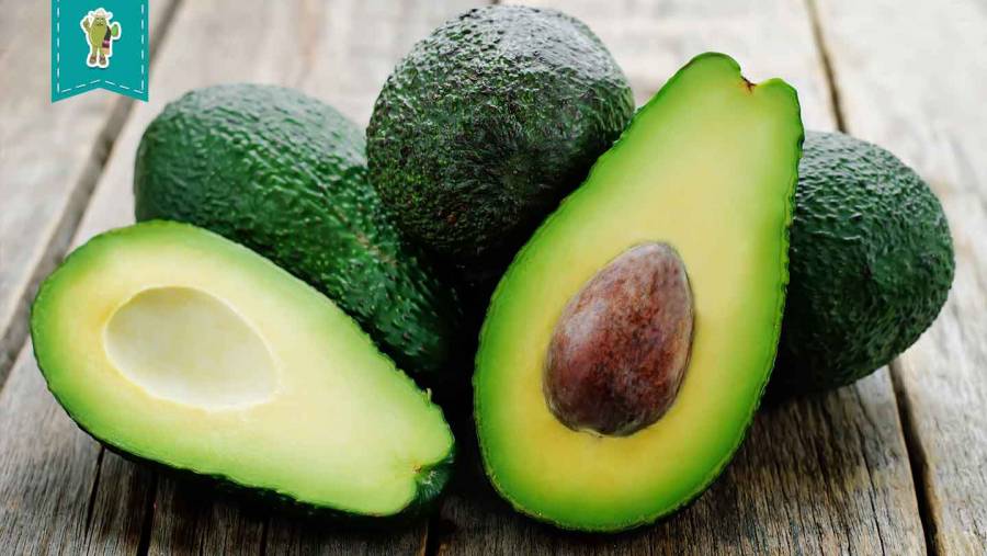 Jalisco iniciará en abril la exportación de aguacate a Estados Unidos