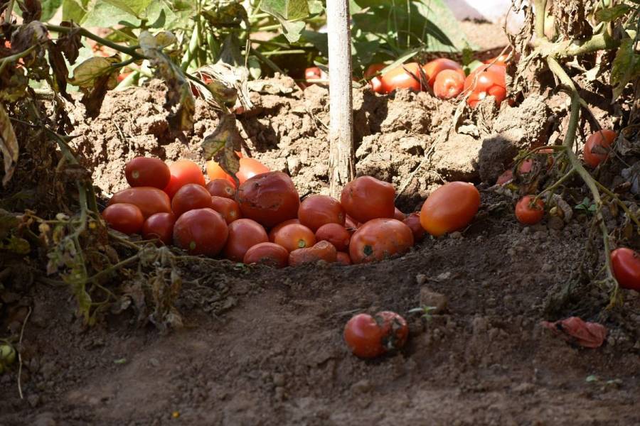 M&eacute;xico contar&aacute; con nuevo centro de innovaci&oacute;n agroalimentaria