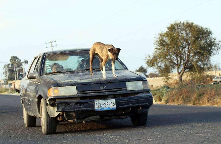 ¿Llevas a tu perro en el coche? Podrían multarte