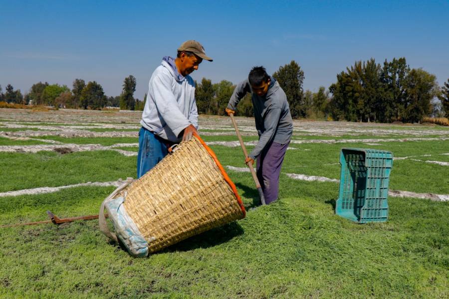 Alistan productores 2 mil toneladas de romeritos para cuaresma