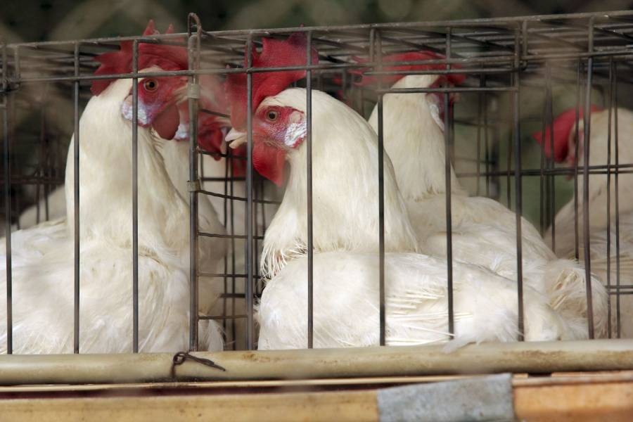 Francia sacrificará millones de animales por gripe aviar