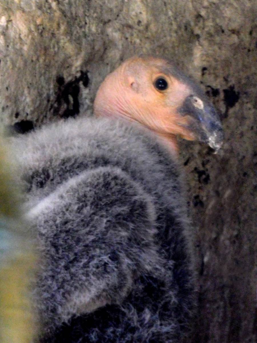 Zoológico de Chapultepec: nace décima cría de Cóndor de California