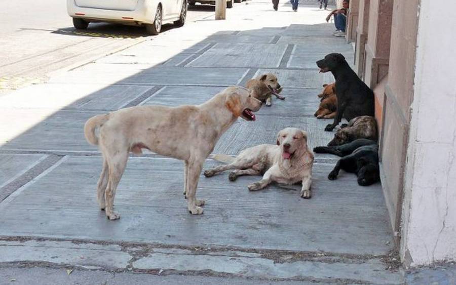 La casita del perro en SLP, rescate y concientización animal