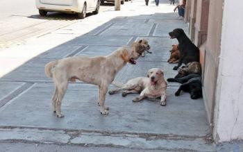 La casita del perro en SLP, rescate y concientizaci&oacute;n animal