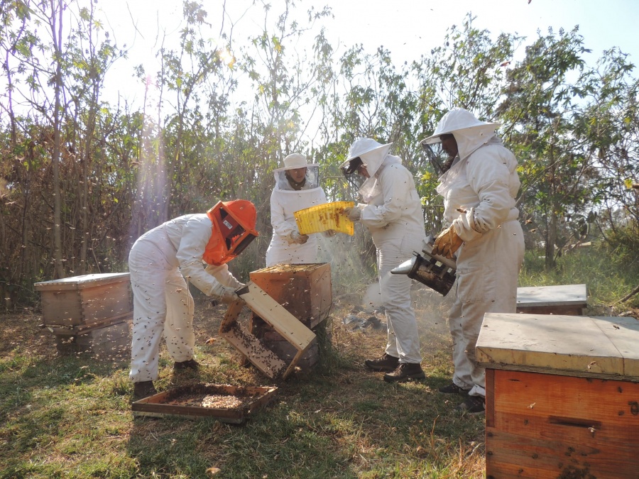 ¿Apicultor por un d&iacute;a? Abejas de Barrio lo hace posible