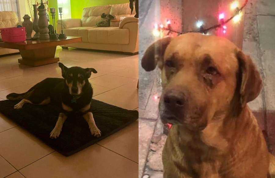 Repudia Ricardo Gallardo actos violentos contra perritos en SLP: impulsa 5 años de cárcel para quien mate a algún animal