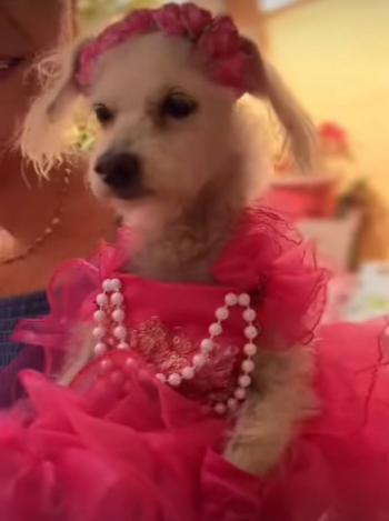 Video: Festejan XV a&ntilde;os de una lomito con todo y vestido