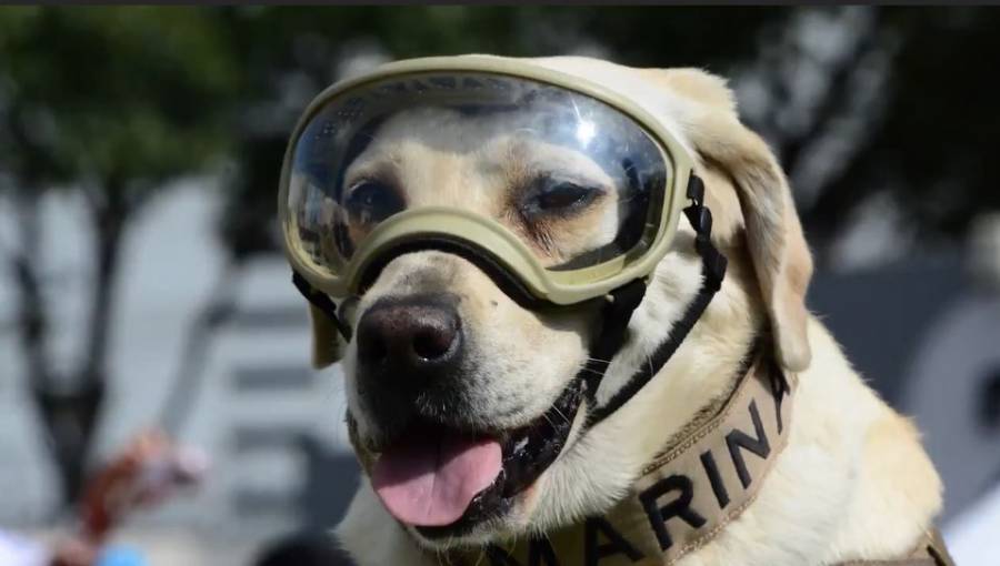 Reportan delicada de salud a Frida, perrita rescatista del sismo de 2017