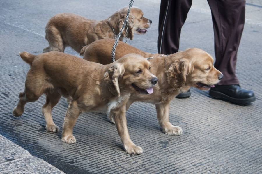 Aguascalientes tendrá un Hospital Veterinario