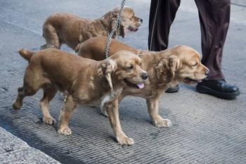 Aguascalientes tendr&aacute; un Hospital Veterinario