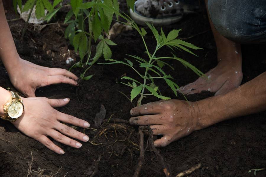 COFEPRIS en desacato a SCJN en permisos de uso personal de cannabis: MUCD