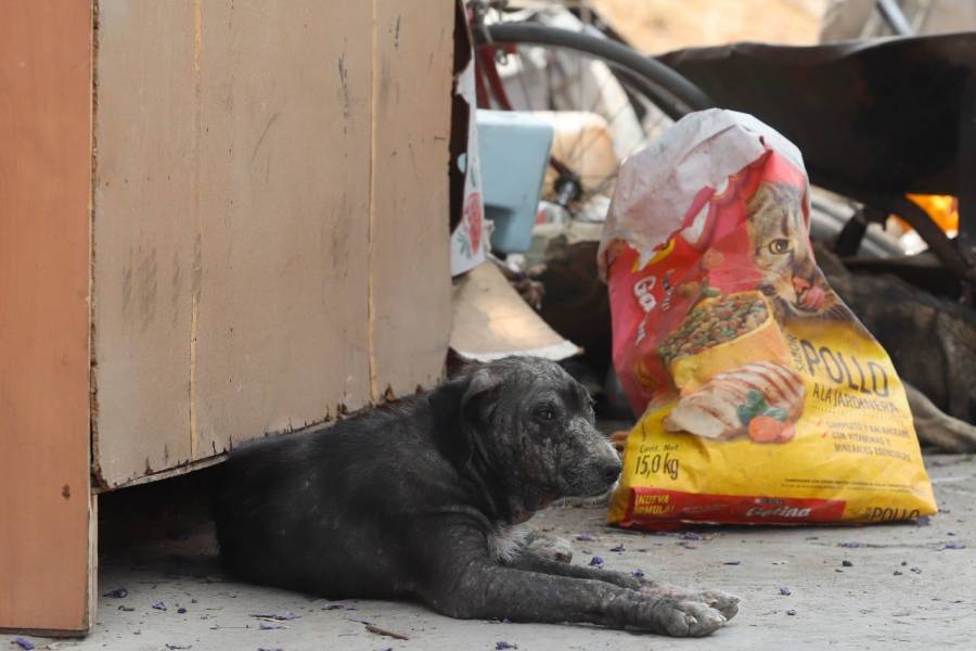 Protección Animal recogerá a perritos sin hogar en San Andrés, Puebla