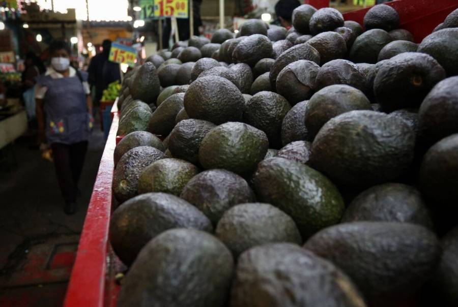 OMC respalda a México en su disputa con Costa Rica por el aguacate