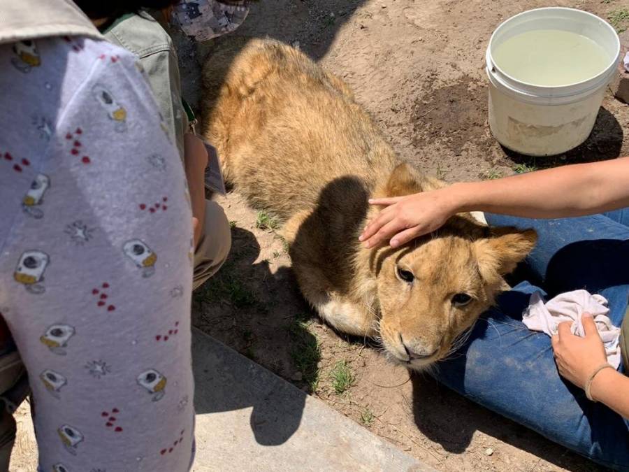Rescatan a bebé león que deambulaba por calles de Ecatepec