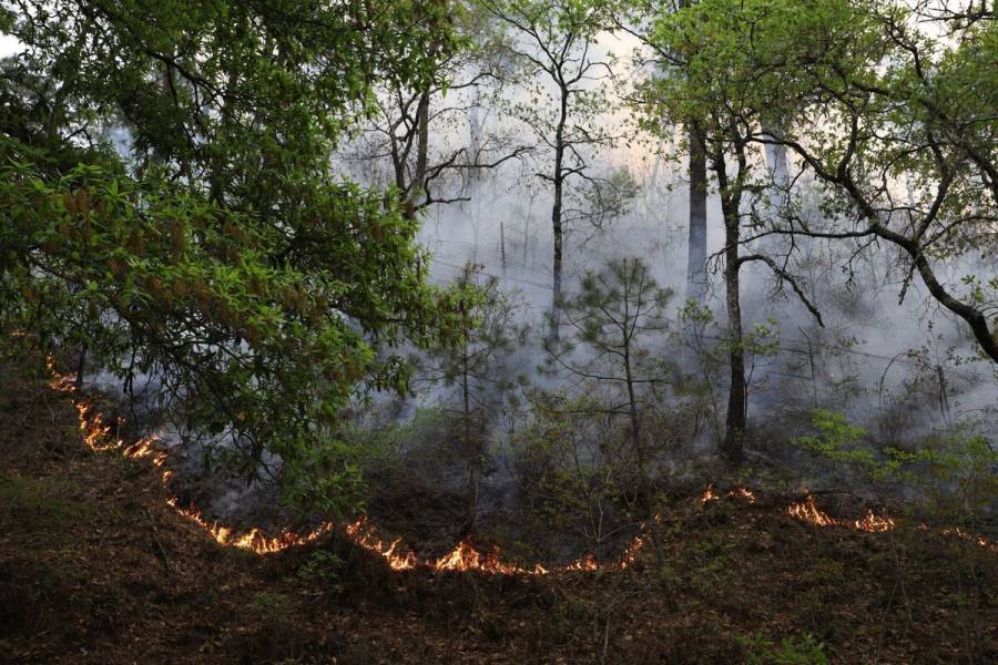 Mueren cuatro comuneros tras combatir incendio forestal en Oaxaca