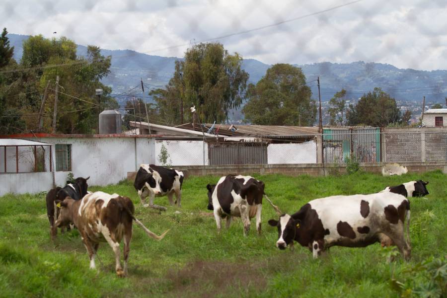 Secretaría de Agricultura y productores lácteos anuncian acciones en conjunto para garantizar el abasto