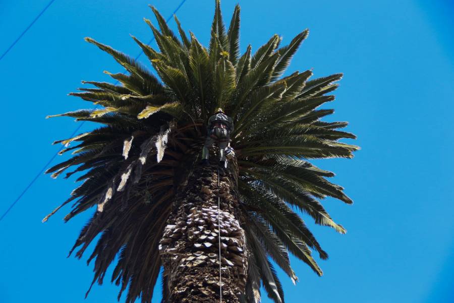 Plaga mata a más de 490 palmeras en CDMX; alrededor de 4 mil 200 están en riesgo