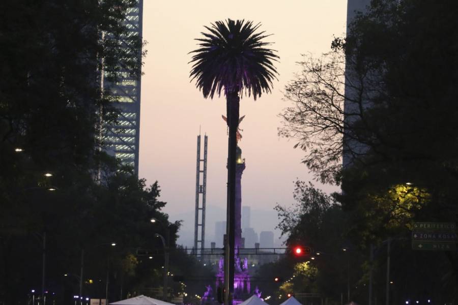 Quitar&aacute;n palmera de la Glorieta de la Palma. “Lament&aacute;blemente no puede salvarse”, dice Claudia Sheinbaum