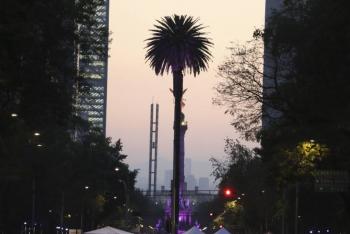 Quitarán palmera de la Glorieta de la Palma. “Lamentáblemente no puede salvarse”, dice Claudia Sheinbaum