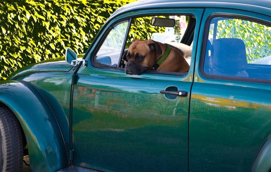 ¿Sabías que te pueden multar por llevar a tu perro en el carro?
