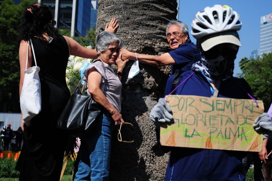 Sedema prevé plantar en un mes nuevo sustituto de La Palma en Paseo de la Reforma