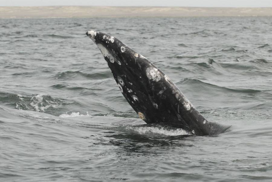 VIDEO: Embarcación choca contra ballena en Baja California Sur; hay al menos 6 heridos