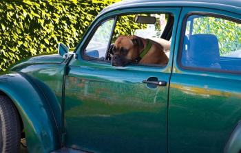 ¿Sab&iacute;as que te pueden multar por llevar a tu perro en el carro?