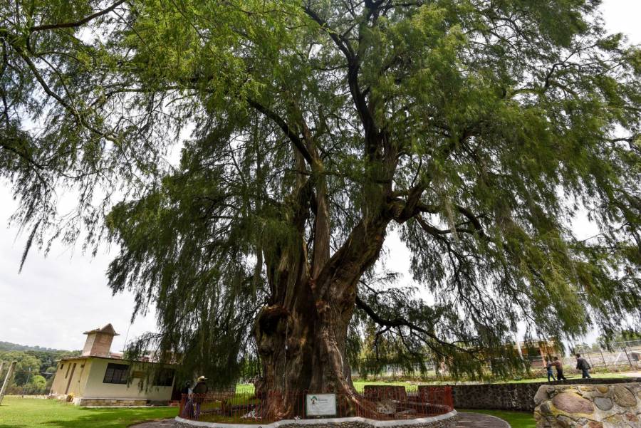 Ahuehuete, favorito para remplazar a La Palma en Paseo de la Reforma