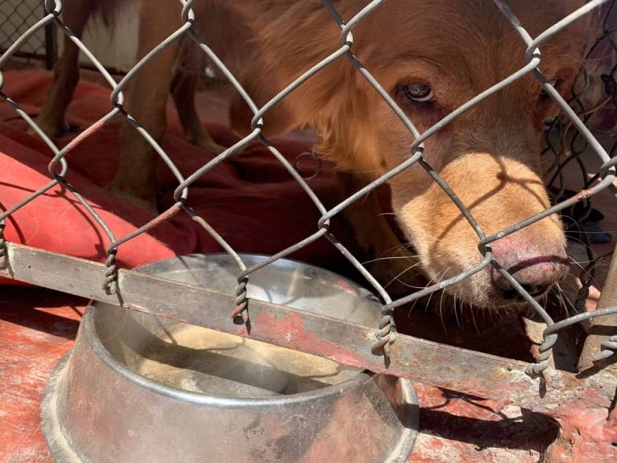 Denuncian vecinos de la Venustiano Carranza maltrato animal