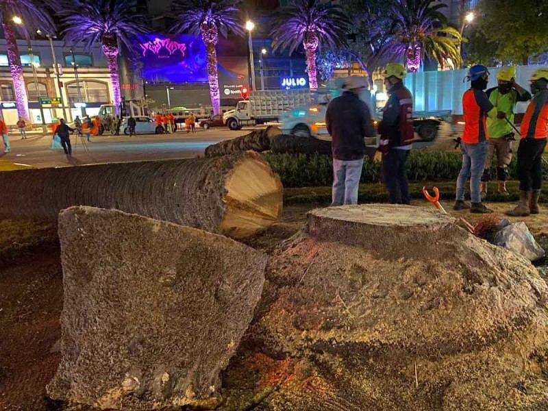 Acciones claras para evitar más muertes de arbolado y palmeras en la CDMX, exige MC