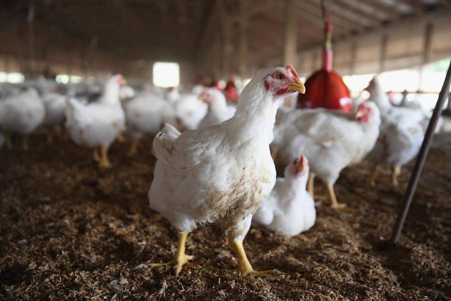 Francia sacrifica 16 millones de aves por brote de gripe aviar