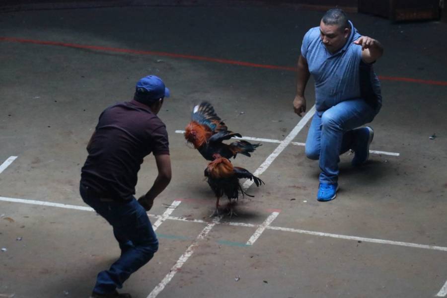 Asesinan a 4 personas en palenque clandestino en Morelia, Michoacán