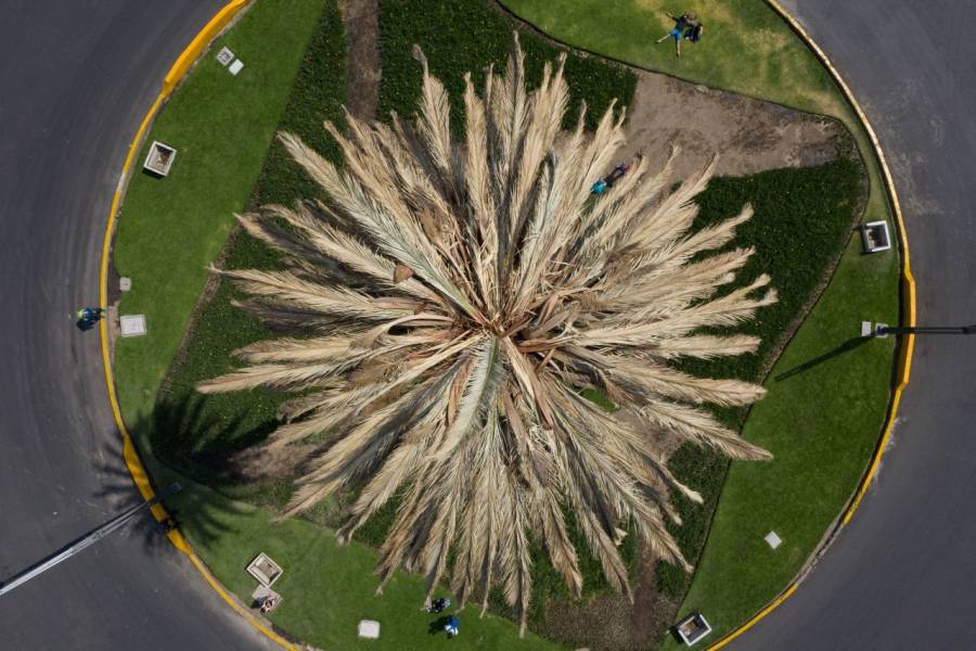 Amplía CDMX consulta para elegir sustituto en Glorieta de la Palma