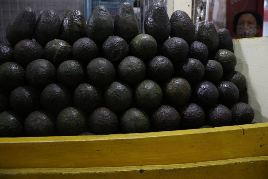 ¿Con ganas de un aguacate? Prepara la cartera porque el kilo cuesta 115 pesos