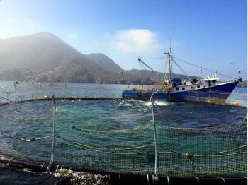 Secretaría de Agricultura establece para este año captura de atún aleta azul en tres mil 824 toneladas