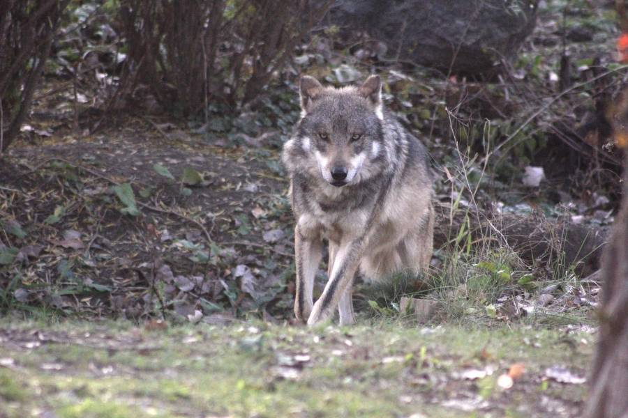 Lobo mexicano ataca a niño en zoológico de Neza