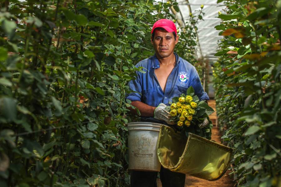 Día de las Madres: Productores garantizan abasto nacional de flores para el festejo