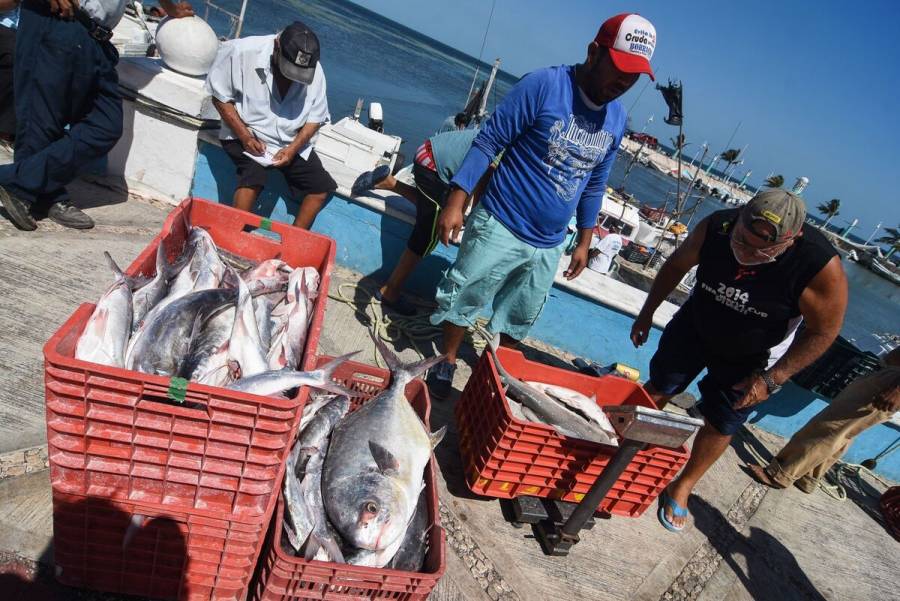 Producción pesquera y acuícola aumentó durante 2021: Sader