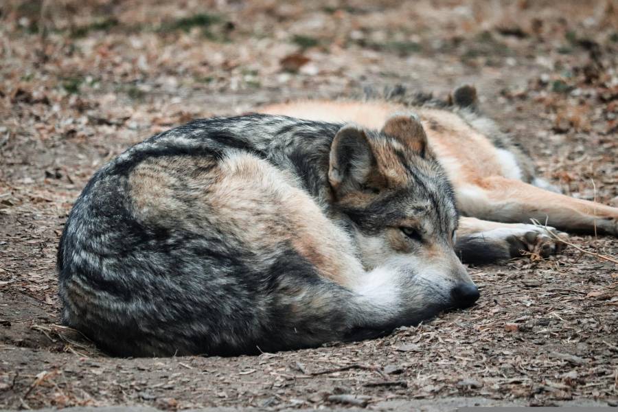 Médicos salvan brazo de Alexis, niño que atacado por un lobo mexicano en zoológico de Nezahualcóyotl