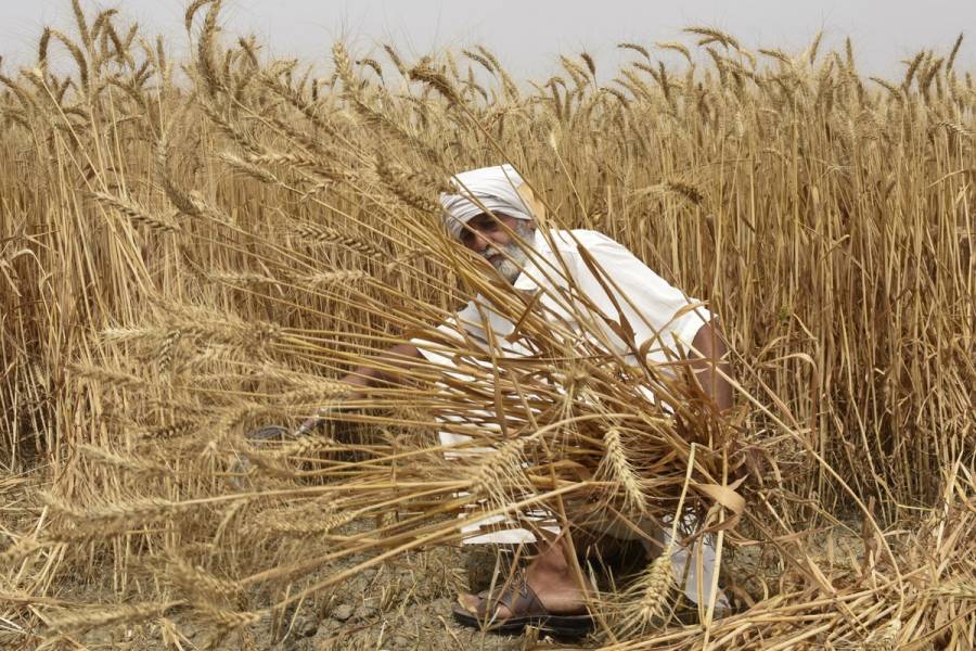Se dispara el precio del trigo tras la decisión india de suspender sus exportaciones