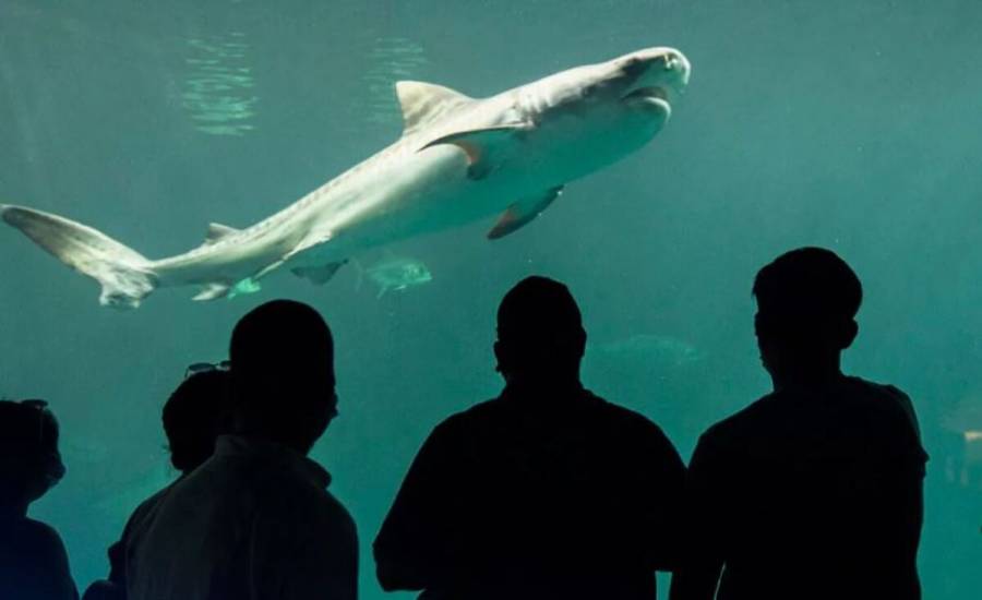 Cuitláhuac García extingue fideicomiso del Acuario de Veracruz y entrega control a la PMA