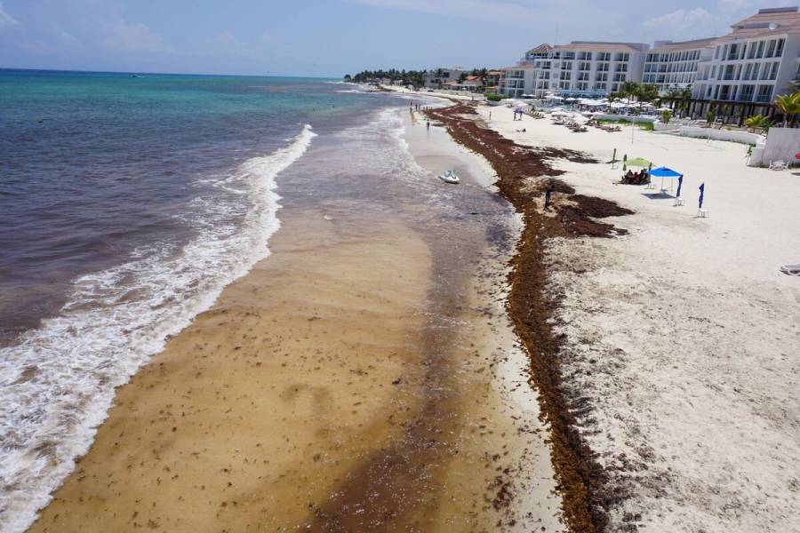 Alertan sobre incremento de sargazo en próximos días en el Caribe mexicano