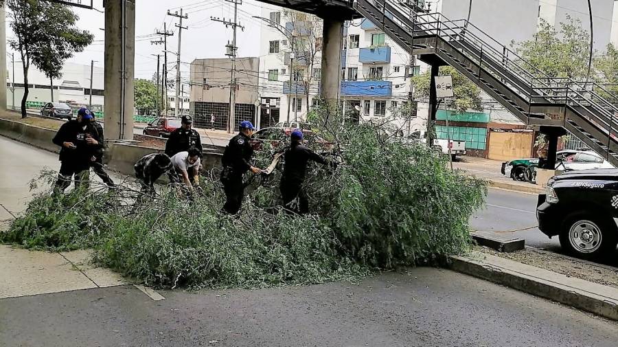 Fuertes ráfagas derriban árboles en la alcaldía Miguel Hidalgo